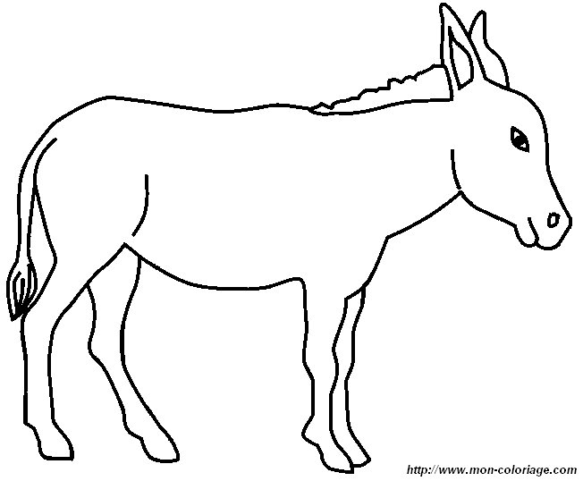 picture donkey 12