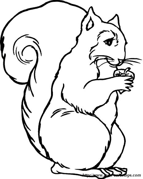 picture 1 squirrel