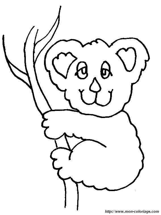 picture koala6