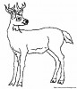 deer 3