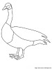 the canada goose