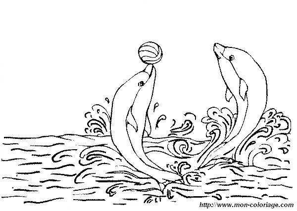 picture dolphins playing with a ball