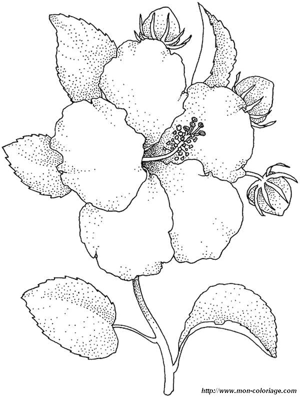 yellow hibiscus coloring pages - photo #18