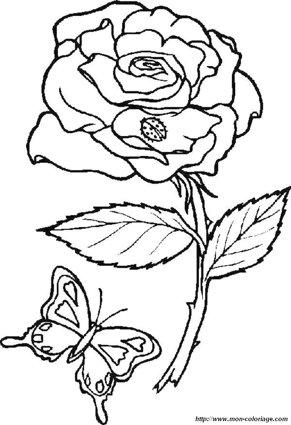 picture rose and butterfly