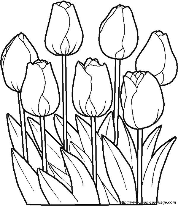 picture tulips flowers