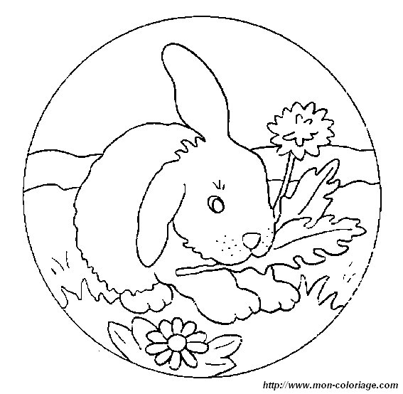 picture rabbit 5