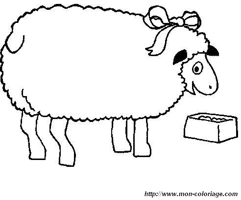 picture sheep