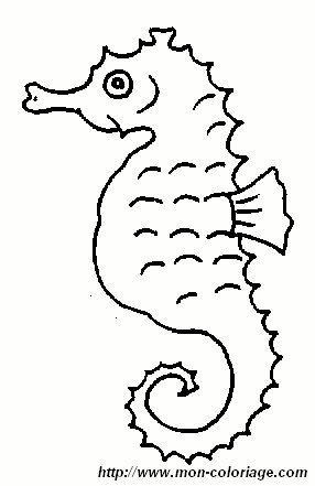 picture 1 seahorse