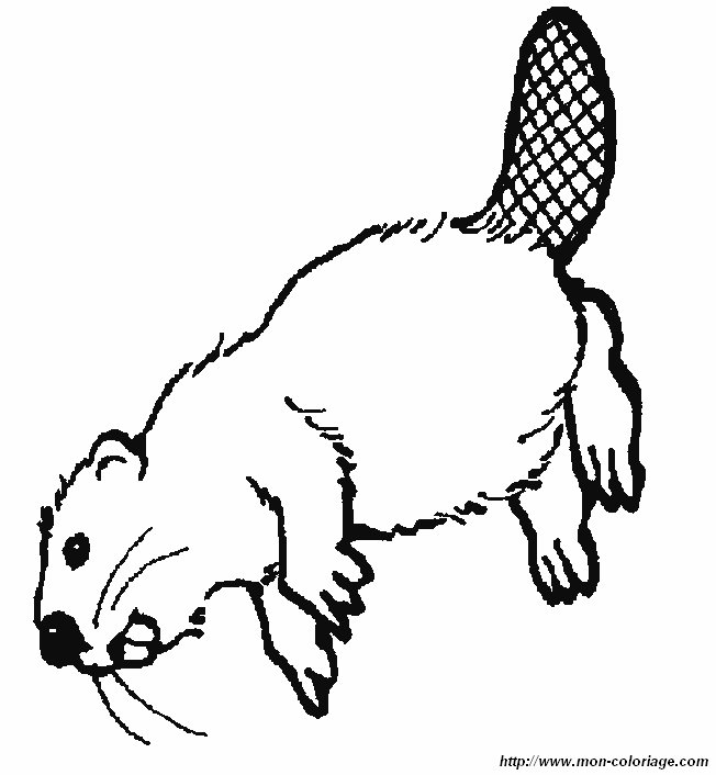 picture beaver