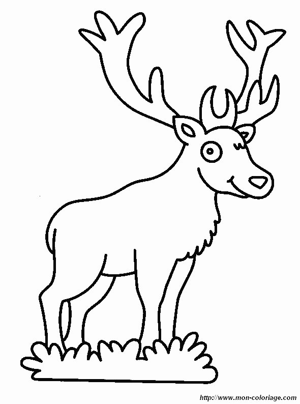picture deer 1