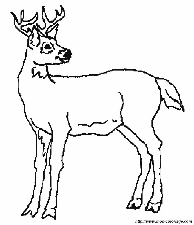 picture deer 3