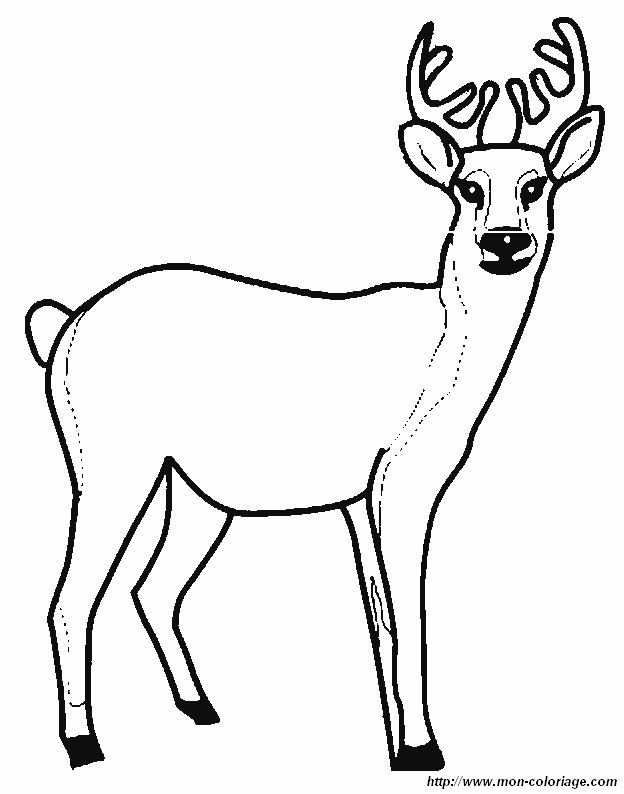 picture deer