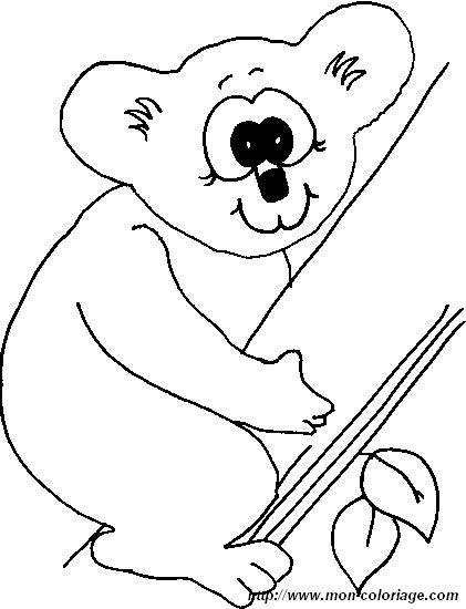 picture koala3