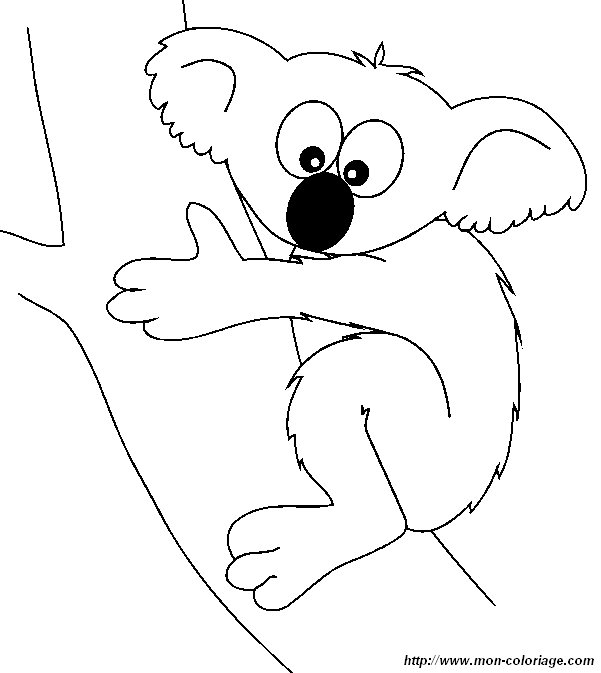 picture koala9
