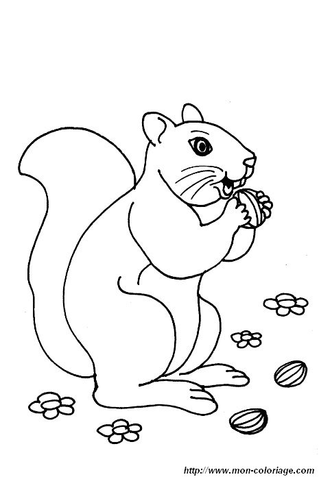 picture squirrel eat