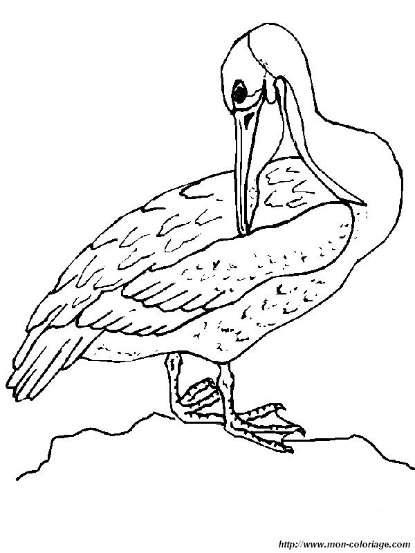 picture a brown pelican