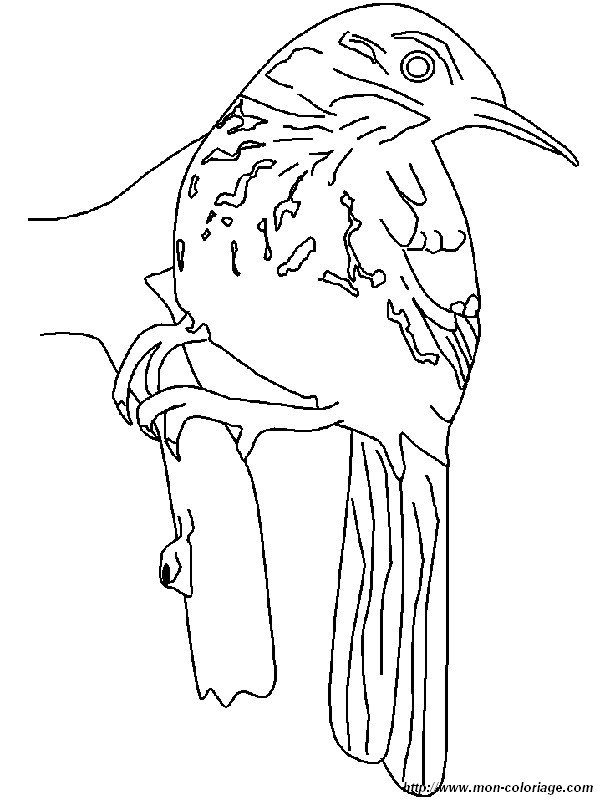 picture a brown thrasher