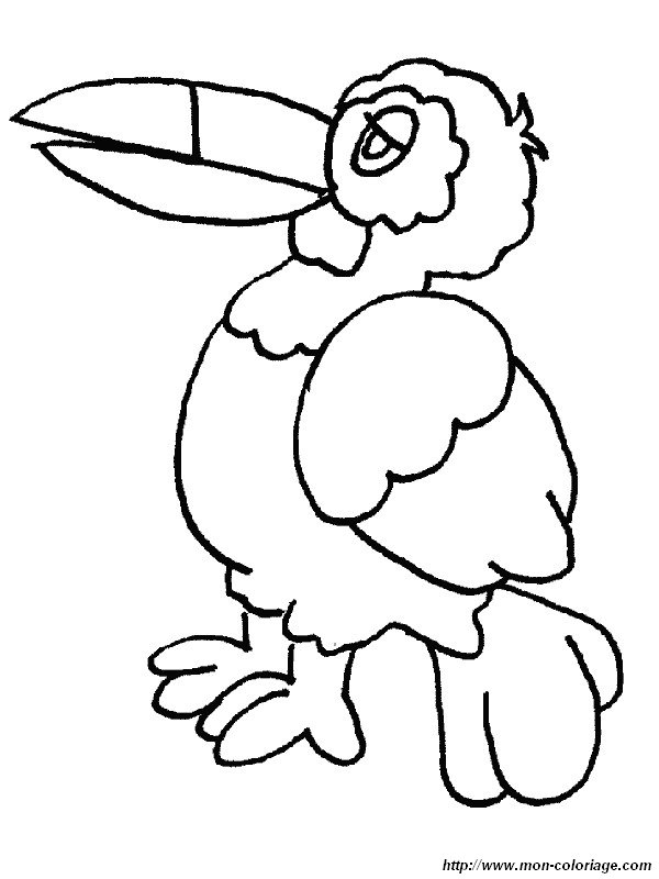 picture a toucan