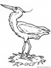 the heron