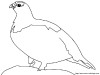 willow ptarmigan