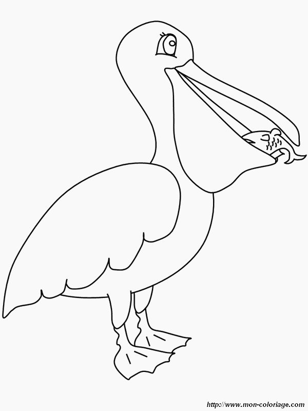 picture pelican