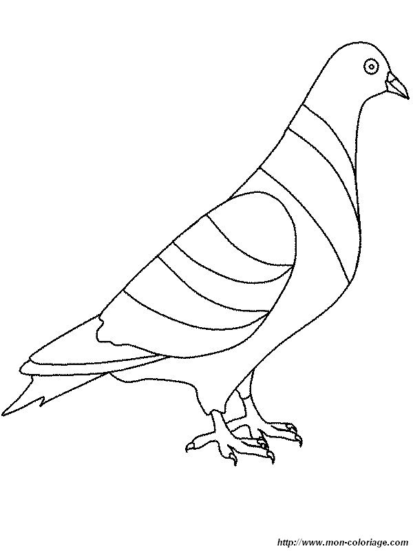 picture pigeon
