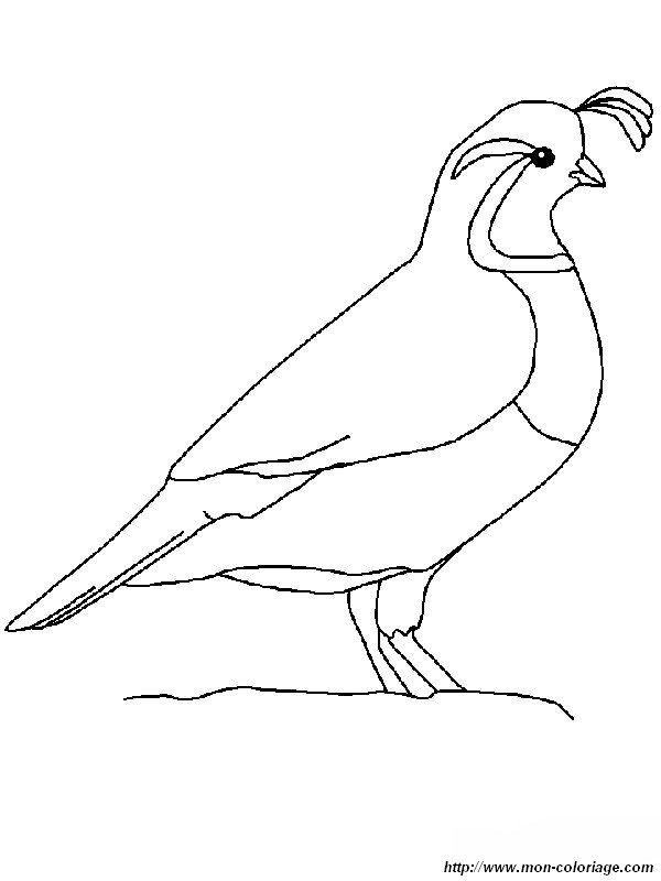 picture quail