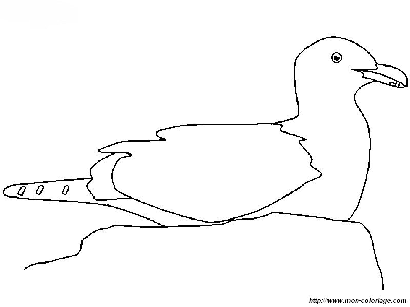 picture seagull