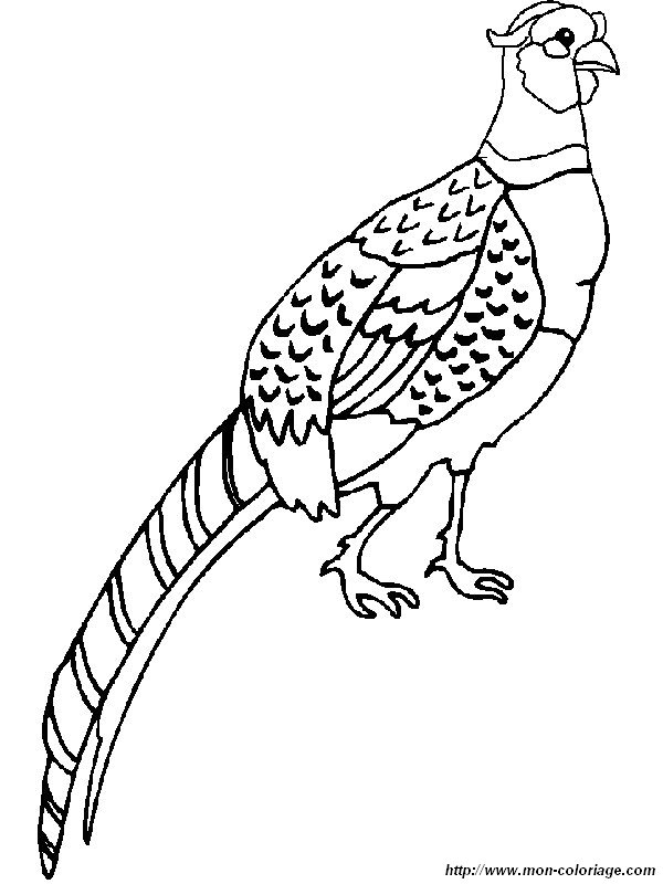picture the pheasant