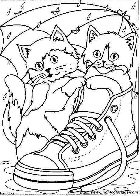 picture cat in shoe