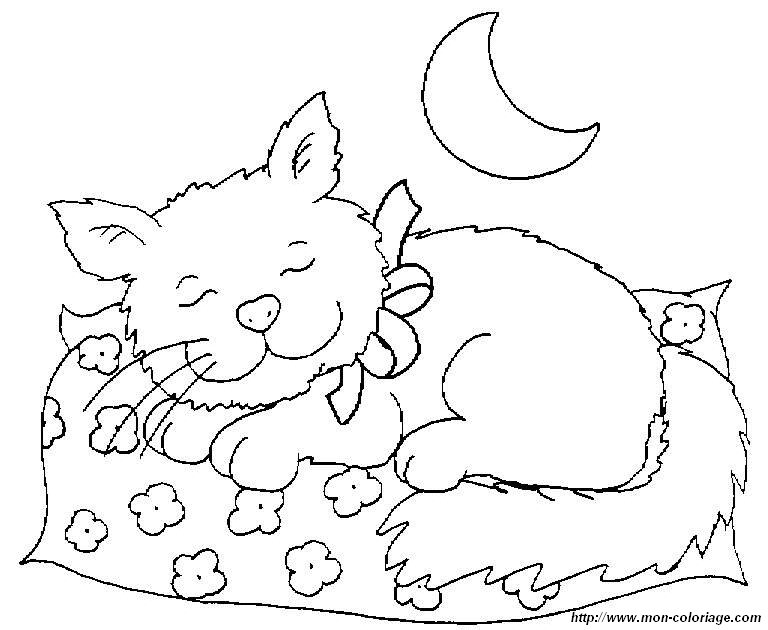 picture moon cat
