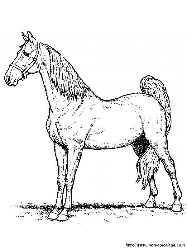 picture a majestic horse to color