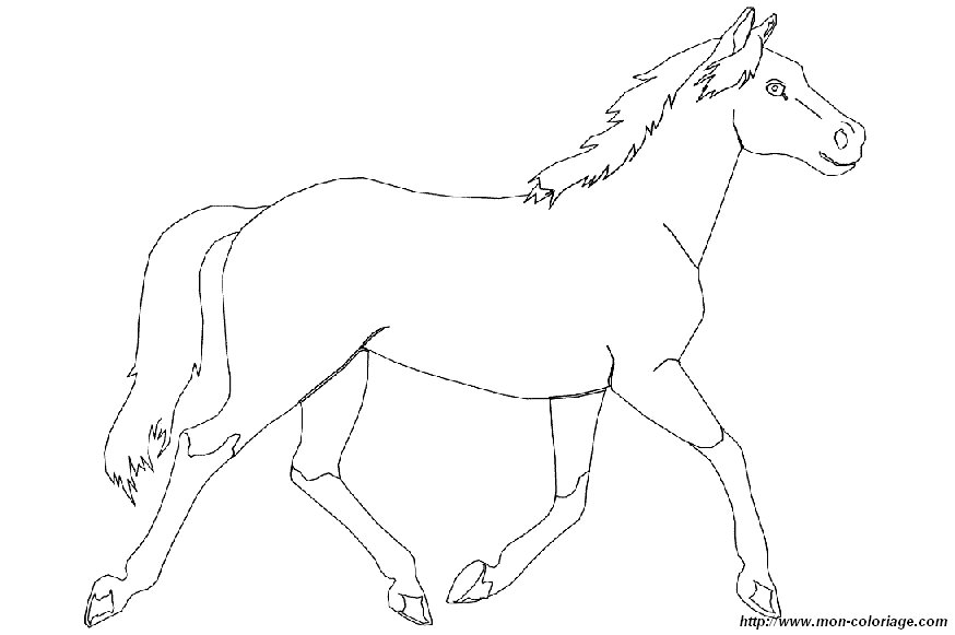 picture horse 2