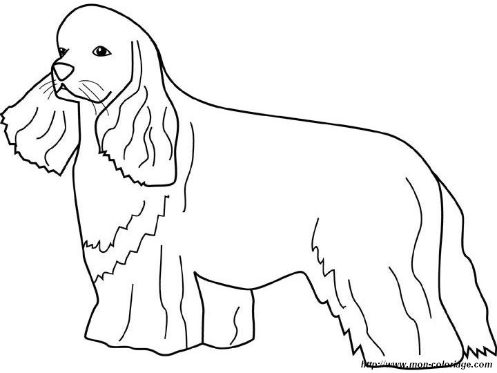 picture cocker spaniel