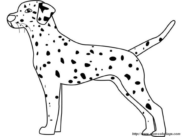 picture dalmatian 1