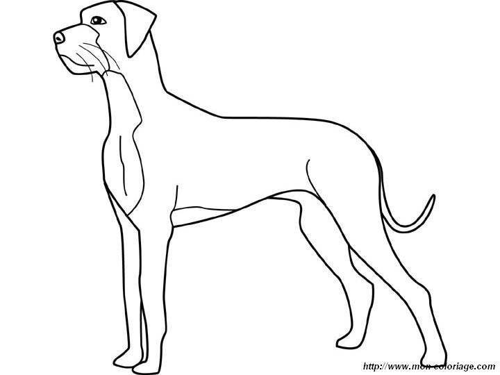 picture great dane