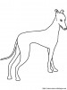 afghan hound