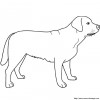 standing labrador