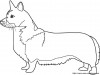 the welsh corgi