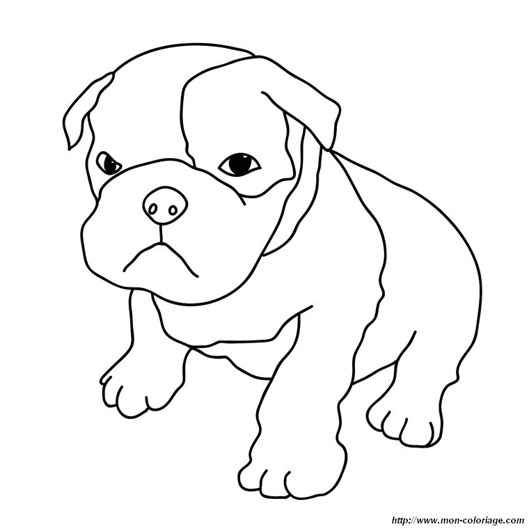 picture puppy boxer