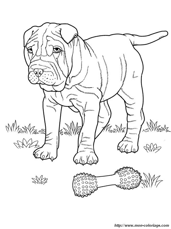 picture shar pei with toy