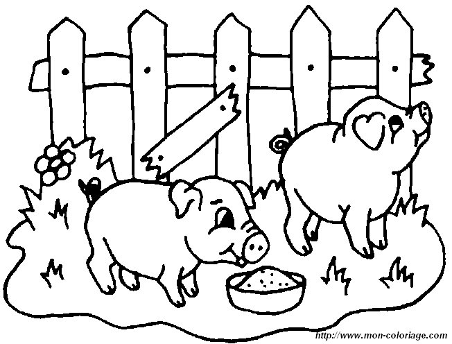 picture 2 pigs eating