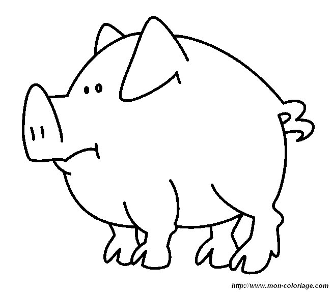 picture pig