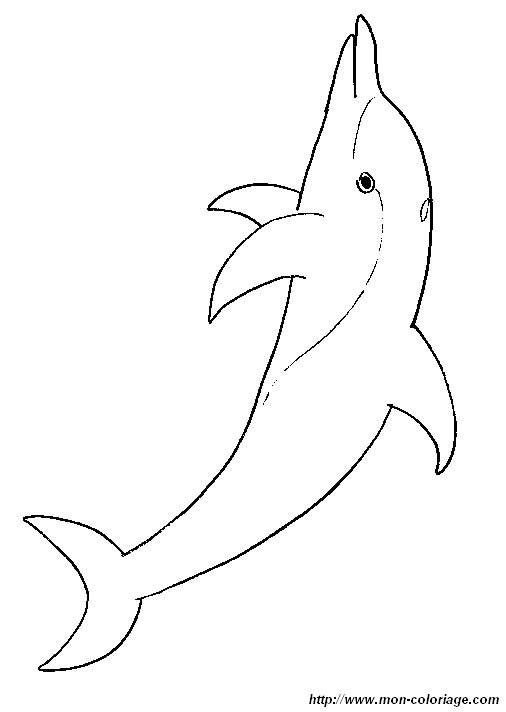 picture a dolphin