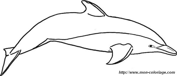 picture detailed dolphin