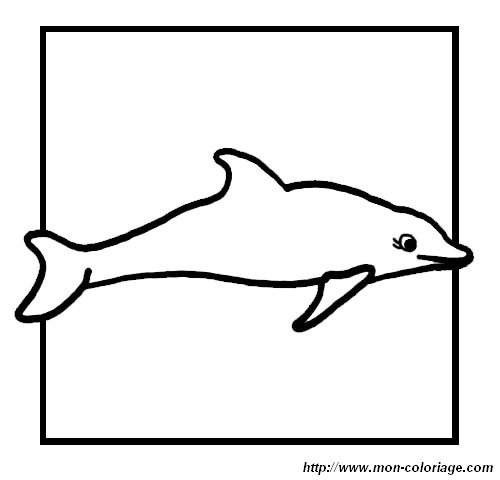 picture dolphin 1