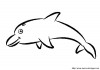 looking for a dolphin