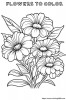 Daisies from my garden to color