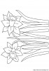 daffodils
