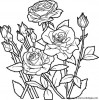 roses